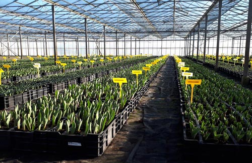 knop-monsterkas-dirkshorn knop-monsterkas-dirkshorn