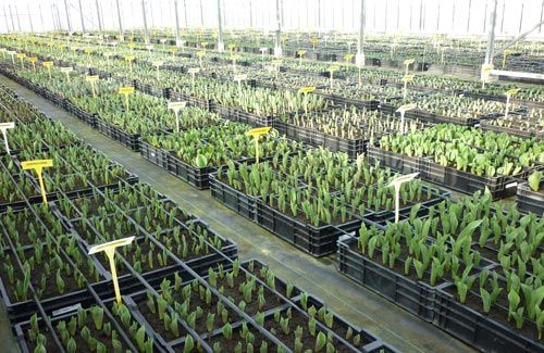 knop-monsterkas-lisse knop-monsterkas-lisse